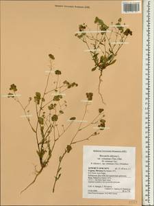 Biscutella didyma L., Зарубежная Азия (ASIA) (Кипр)