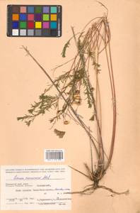 Лен амурский Alef., Сибирь, Дальний Восток (S6) (Россия)