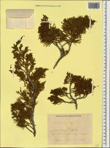 Можжевельник казацкий L., Кавказ, Краснодарский край и Адыгея (K1a) (Россия)