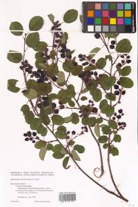Amelanchier × spicata (Lam.) K.Koch, Восточная Европа, Центральный район (E4) (Россия)