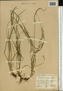 Lolium pratense (Huds.) Darbysh., Восточная Европа, Московская область и Москва (E4a) (Россия)