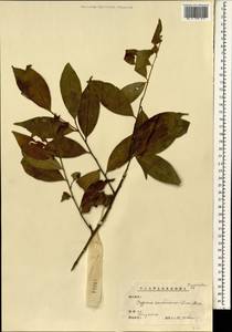 Capparis cantoniensis Lour., Зарубежная Азия (ASIA) (КНР)