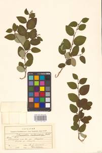 Кизильник рыхлоцветковый (J.Jacq.) Lindl., Восточная Европа, Северный район (E1) (Россия)