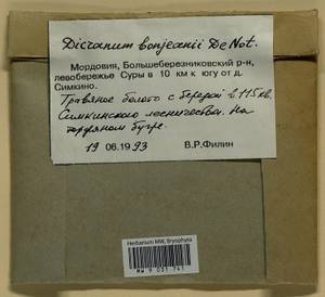 Dicranum bonjeanii De Not., Гербарий мохообразных, Мхи - Среднее Поволжье (B9) (Россия)