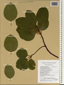 Земляничное дерево мелкоплодное L., Зарубежная Азия (ASIA) (Кипр)