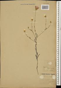 Сухоцвет растопыренный Boiss., Кавказ, Азербайджан (K6) (Азербайджан)