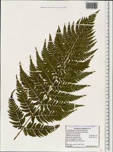 Dryopteris pallida subsp. raddeana (Fomin) Fraser-Jenk., Кавказ, Азербайджан (K6) (Азербайджан)