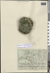 Selaginella graniticola Jie Yang bis & X.C.Zhang, Сибирь, Дальний Восток (S6) (Россия)