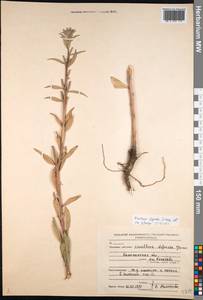 Oenothera villosa subsp. villosa, Восточная Европа, Северо-Западный район (E2) (Россия)