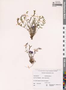 Остролодочник Васильченко Jurtzev, Сибирь, Чукотка и Камчатка (S7) (Россия)