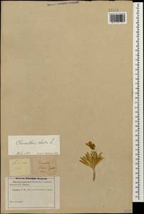 Erysimum × cheiri (L.) Crantz, Кавказ (без точных местонахождений) (K0)