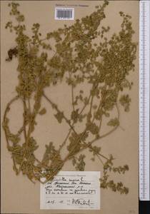 Лапчатка лежачая, Лапчатка низкая L., Средняя Азия и Казахстан, Прикаспийский Устюрт и Северное Приаралье (M8) (Казахстан)