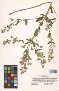 MHA 0 155 691, Nepeta ucranica subsp. parviflora (M.Bieb.) M.Masclans de Bolos, Восточная Европа, Нижневолжский район (E9) (Россия)