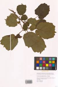 Орешник разнолистный, Лещина разнолистная Fisch. ex Trautv., Сибирь, Дальний Восток (S6) (Россия)