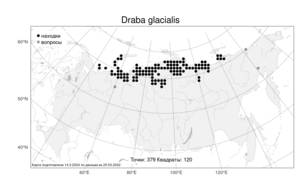 Draba glacialis, Крупка ледниковая Adams, Атлас флоры России (FLORUS) (Россия)