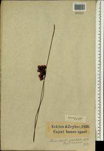 Staberoha distachyos (Rottb.) Kunth, Африка (AFR) (ЮАР)