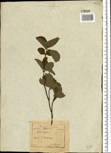 Cornus sanguinea subsp. sanguinea, Восточная Европа, Центральный лесостепной район (E6) (Россия)