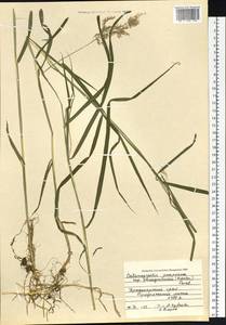 Вейник пурпурный (Trin.) Trin., Сибирь, Центральная Сибирь (S3) (Россия)