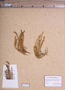 Spinulum annotinum subsp. dubium (Zoëga) J.H.Xue, Chepinoga & K.P.Ma, Сибирь, Алтай и Саяны (S2) (Россия)