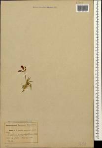 Клевер многолистный (C.A.Mey.)Latsch., Кавказ, Абхазия (K4a) (Абхазия)