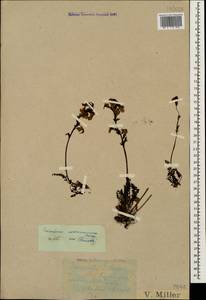 Мытник Нордманна Bunge, Кавказ, Краснодарский край и Адыгея (K1a) (Россия)