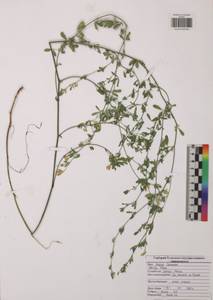 Люцерна серповидная L., Восточная Европа, Центральный район (E4) (Россия)