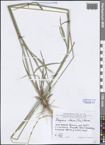 Пырейник реснитчатый (Trin.) Tzvelev, Зарубежная Азия (ASIA) (КНР)