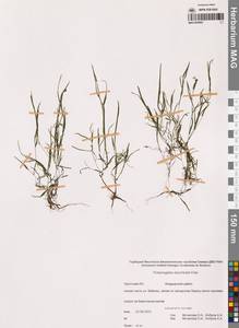 Рдест Берхтольда Fieber, Сибирь, Чукотка и Камчатка (S7) (Россия)