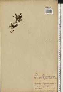 Гарриманелла моховидная (L.) Coville, Восточная Европа, Северный район (E1) (Россия)