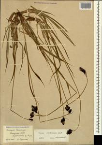 Carex aterrima subsp. medwedewii (Leskov) T.V.Egorova, Кавказ, Абхазия (K4a) (Абхазия)