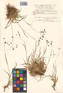Luzula arcuata subsp. unalaschkensis (Buchenau) Hultén, Сибирь, Чукотка и Камчатка (S7) (Россия)