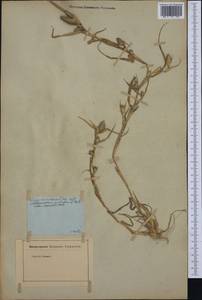 Sporobolus schoenoides (L.) P.M.Peterson, Западная Европа (EUR) (Франция)