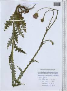 Чертополох прижатый C. A. Mey., Кавказ, Черноморское побережье (от Новороссийска до Адлера) (K3) (Россия)