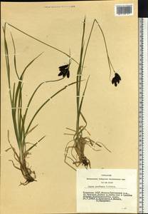 Carex caucasica subsp. caucasica, Сибирь, Алтай и Саяны (S2) (Россия)