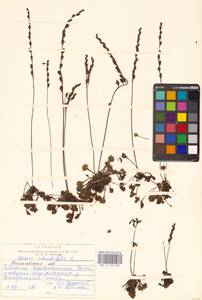 Росянка круглолистная L., Восточная Европа, Центральный лесной район (E5) (Россия)
