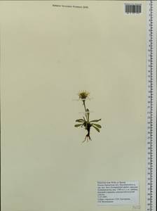 Яcтребинка печальная Willd. ex Spreng., Сибирь, Чукотка и Камчатка (S7) (Россия)