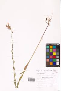 Вечерница густоволосистая Borbás & Degen, Восточная Европа, Ростовская область (E12a) (Россия)