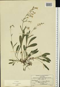 Смолевка поникшая L., Восточная Европа, Московская область и Москва (E4a) (Россия)