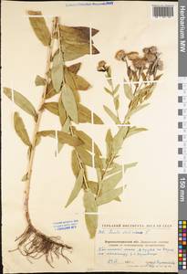 Pentanema salicinum (L.) D. Gut. Larr., Santos-Vicente, Anderb., E. Rico & M. M. Mart. Ort., Восточная Европа, Северо-Украинский район (E11) (Украина)