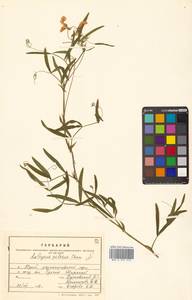 Lathyrus palustris subsp. palustris, Сибирь, Дальний Восток (S6) (Россия)