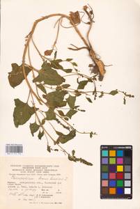 Блитум доброго Генриха (L.) Rchb., Восточная Европа, Западно-Украинский район (E13) (Украина)