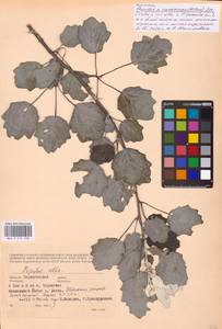 Populus × canescens (Aiton) Sm., Восточная Европа, Северо-Украинский район (E11) (Украина)