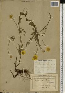 Cota tinctoria subsp. tinctoria, Восточная Европа, Белоруссия (E3a) (Белоруссия)