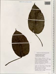 Rhaphidophora, Зарубежная Азия (ASIA) (Вьетнам)