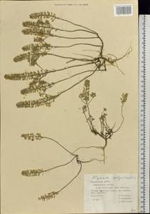 Бурачок бурачковый (L.) L., Восточная Европа, Средневолжский район (E8) (Россия)