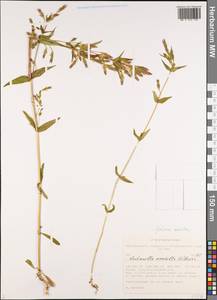 Горечавочка горьковатая (L.) Börner, Сибирь, Алтай и Саяны (S2) (Россия)