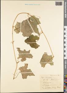 Magnoliopsida, Австралия и Океания (AUSTR) (Самоа)