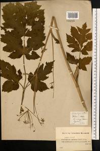 Heracleum sphondylium subsp. sibiricum (L.) Simonk., Восточная Европа, Средневолжский район (E8) (Россия)