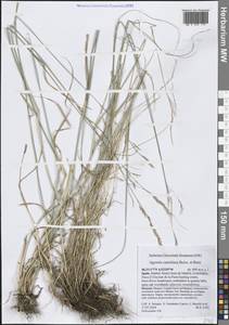 Agrostis castellana Boiss. & Reut., Западная Европа (EUR) (Испания)