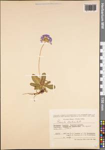 Primula denticulata Sm., Зарубежная Азия (ASIA) (Индия)